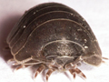 Armadillidium depressum